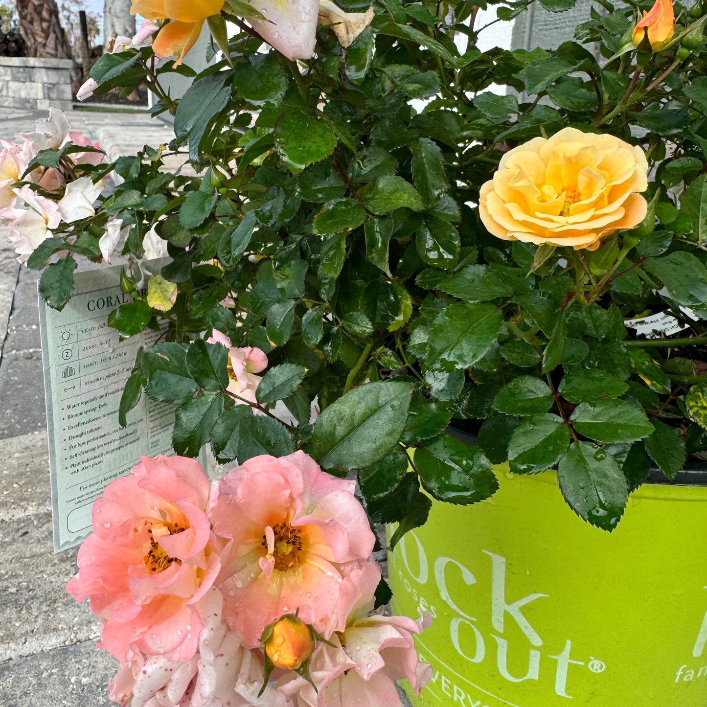 Rose Drift Assorted