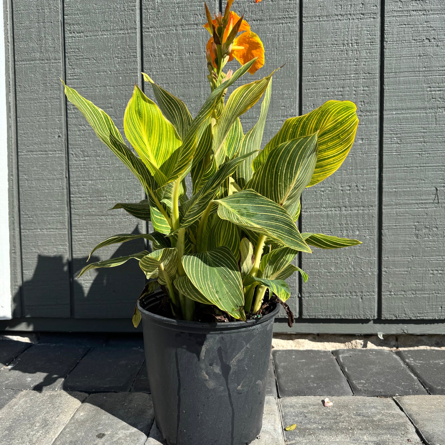 Canna Tropicanna Gold