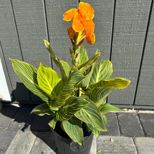 Canna Tropicanna Gold