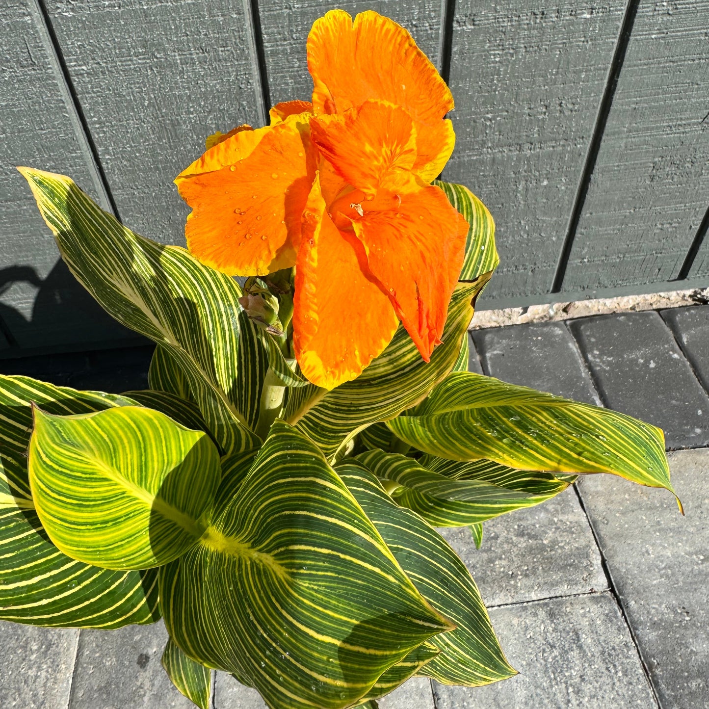 Canna Tropicanna Gold