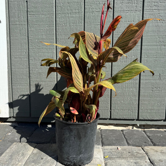 Canna Tropicanna