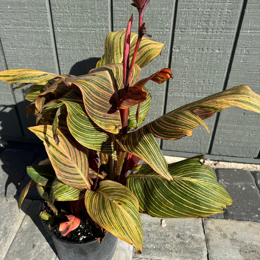 Canna Tropicanna