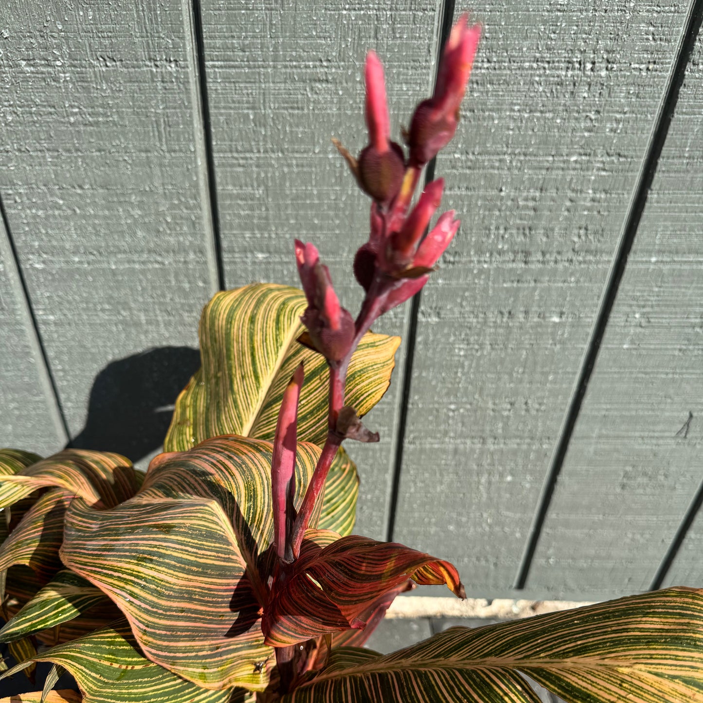 Canna Tropicanna