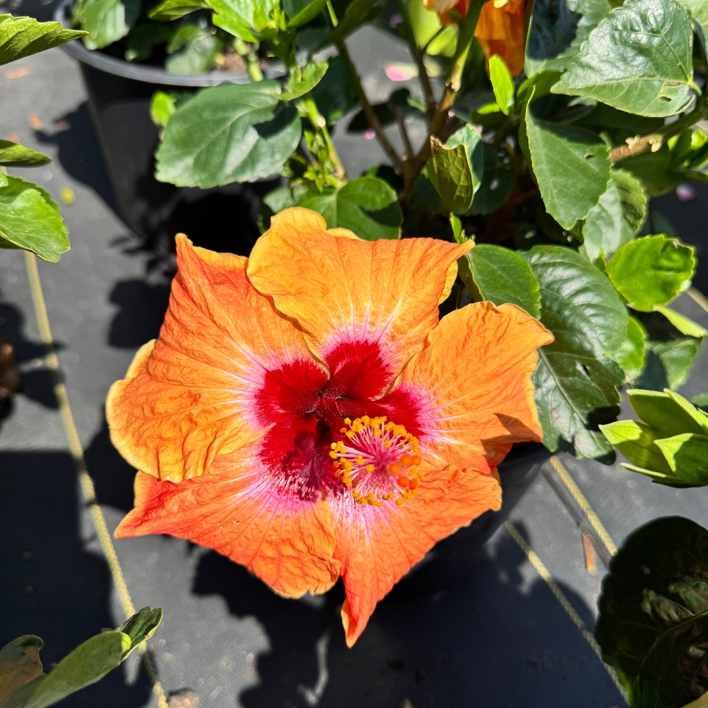 Hibiscus