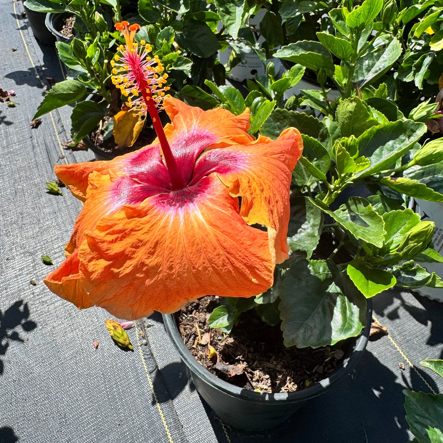 Hibiscus