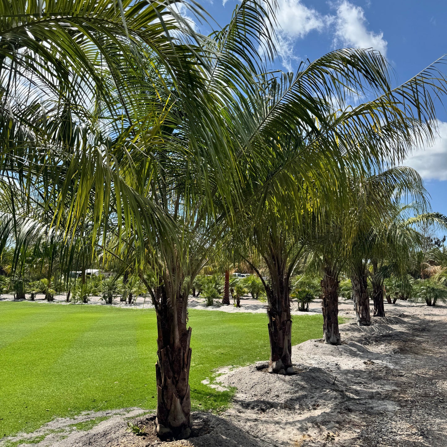 Mule Palm