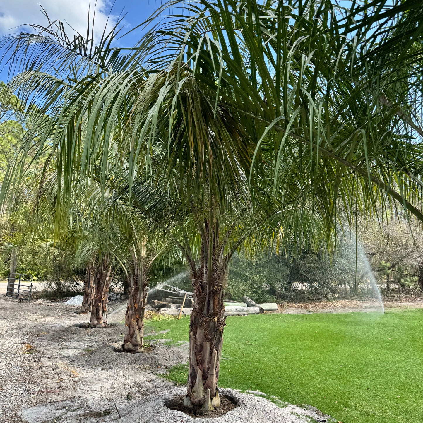 Mule Palm
