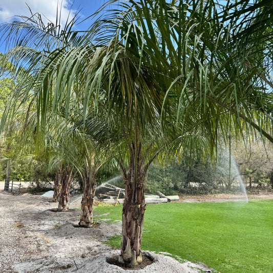 Mule Palm