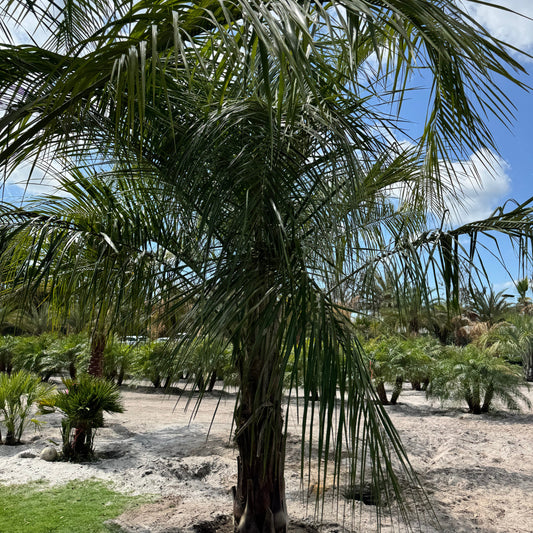 Mule Palm