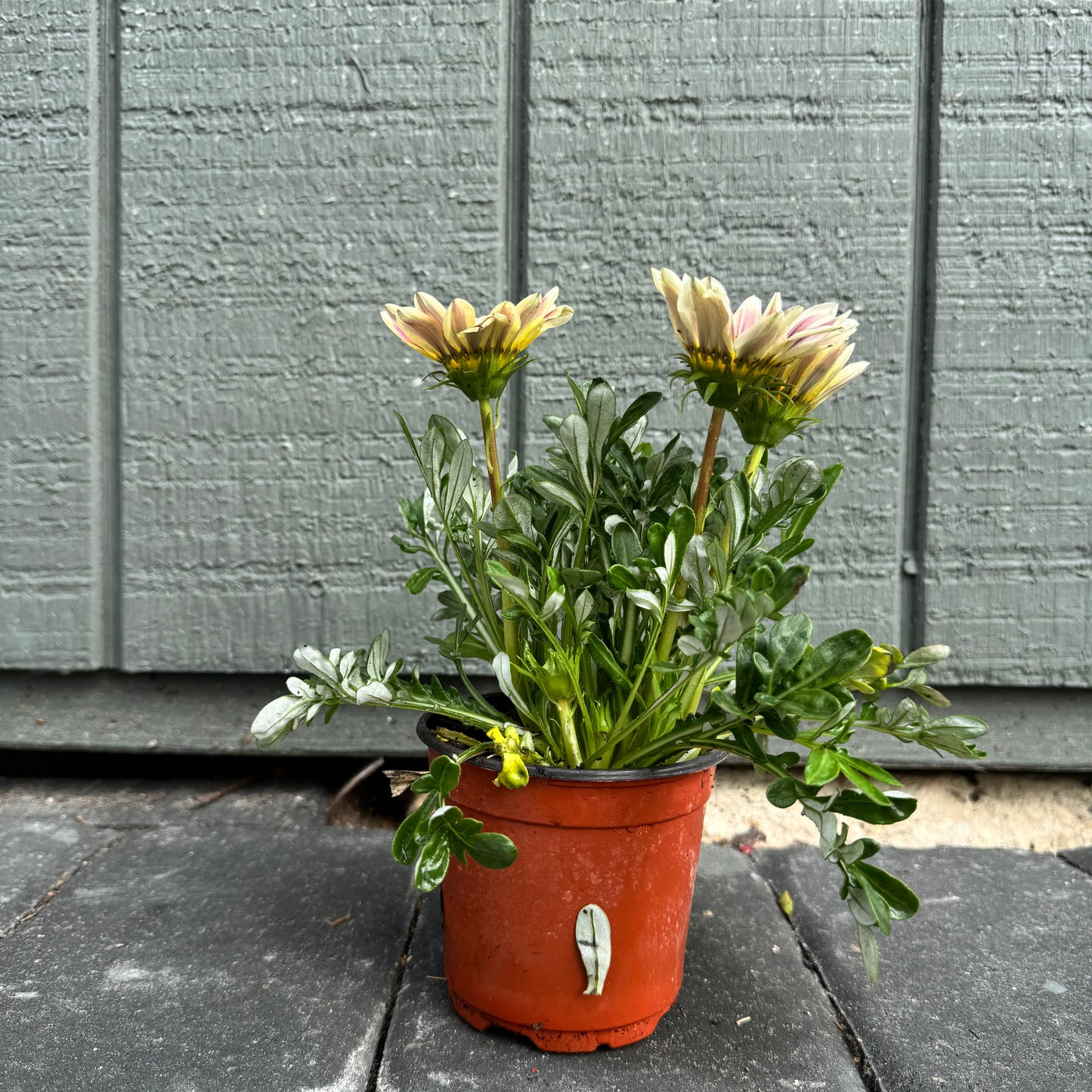 Gazania