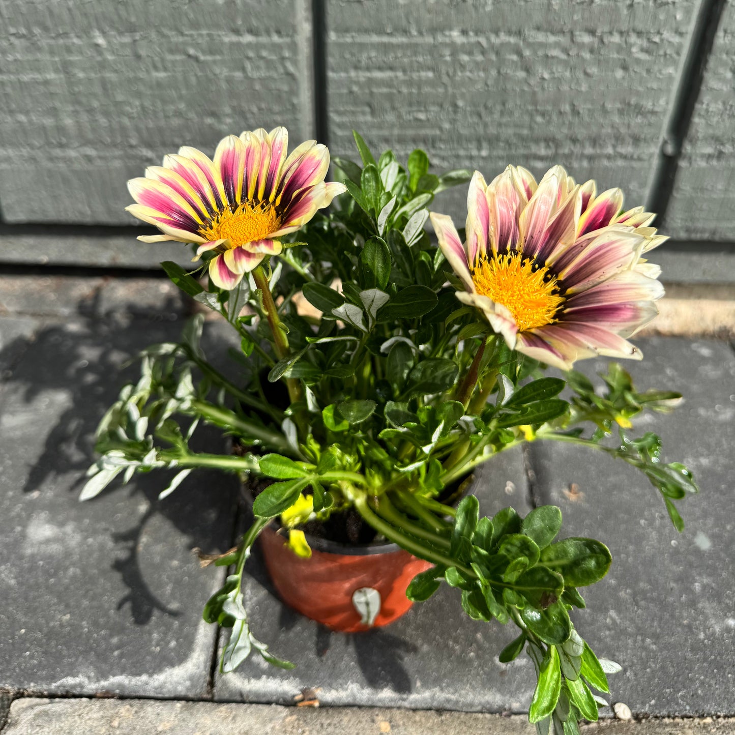 Gazania