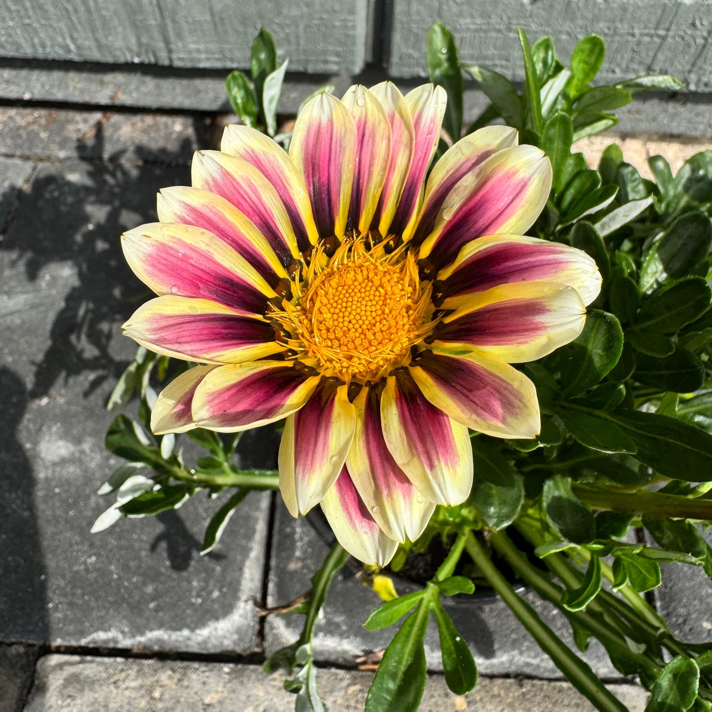 Gazania