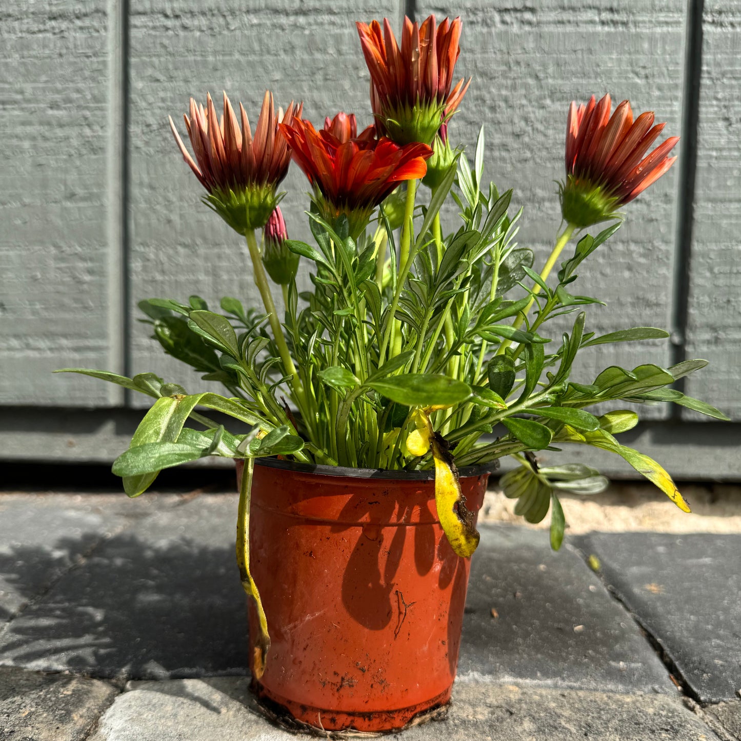 Gazania