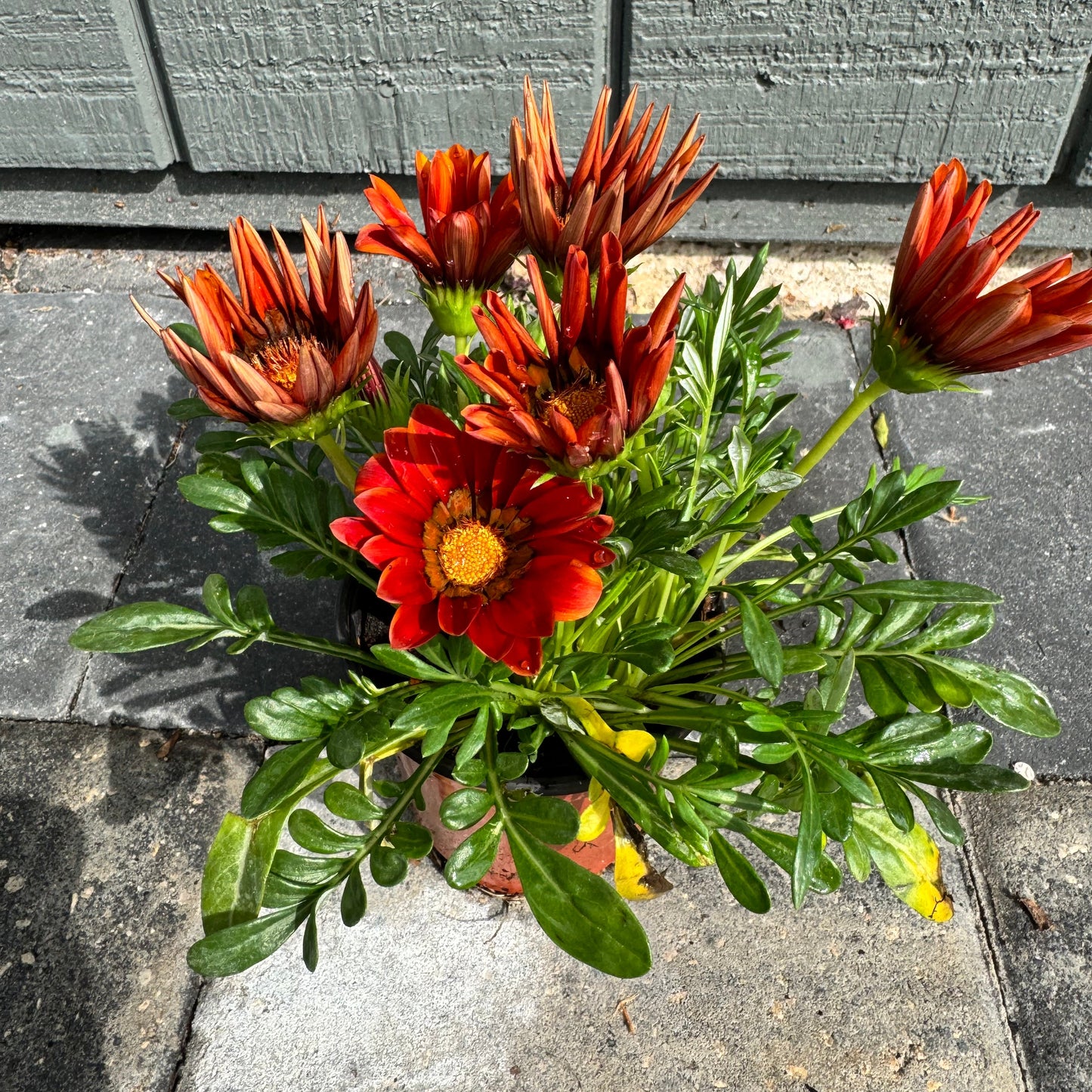 Gazania