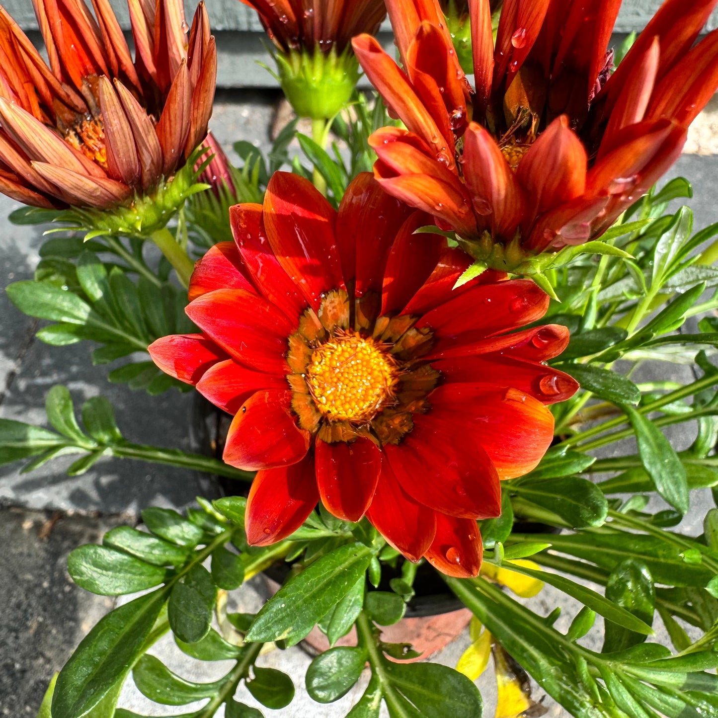 Gazania