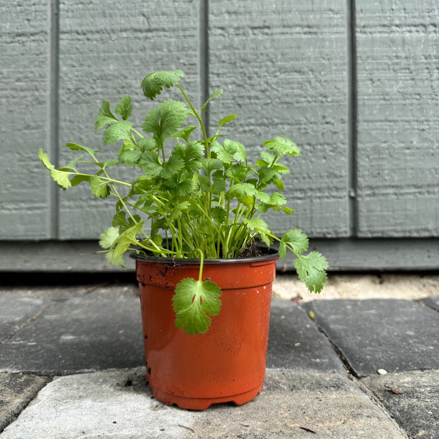 Cilantro