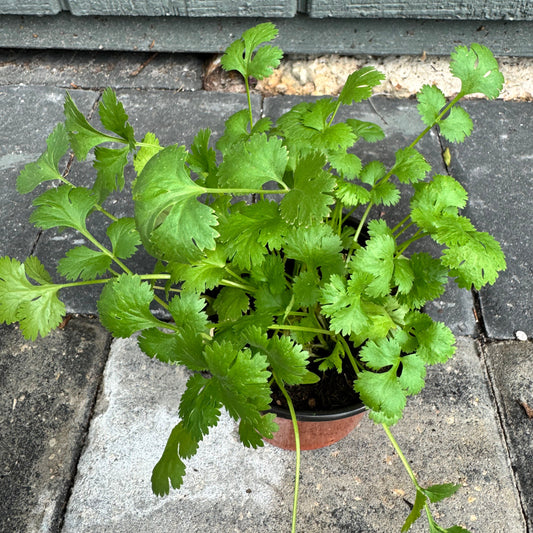 Cilantro