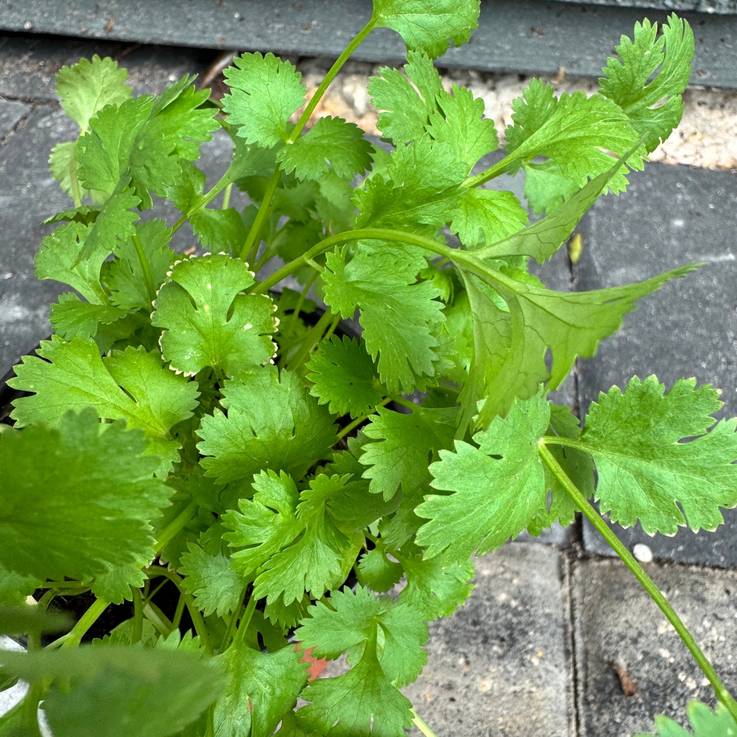 Cilantro