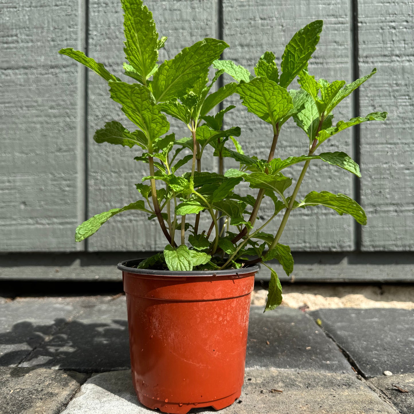 Mojito Mint