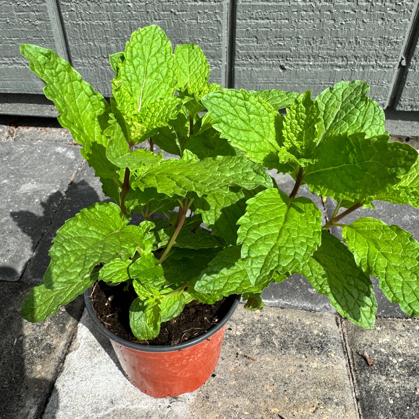 Mojito Mint