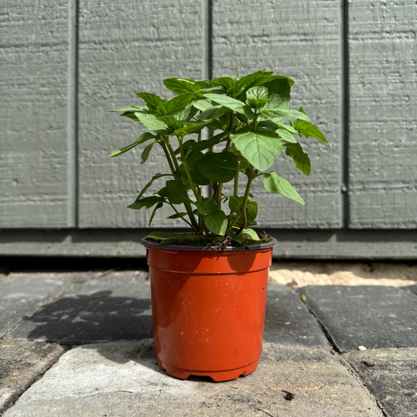 Spearmint