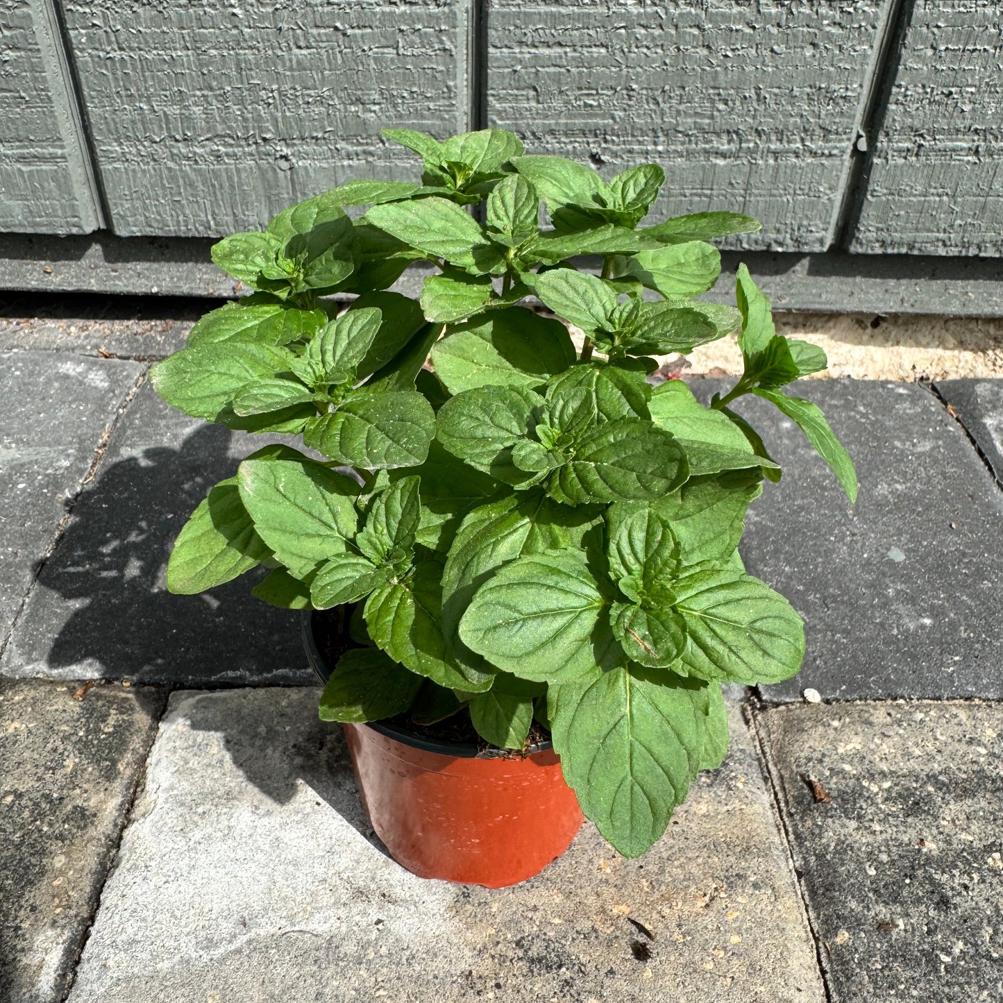 Spearmint