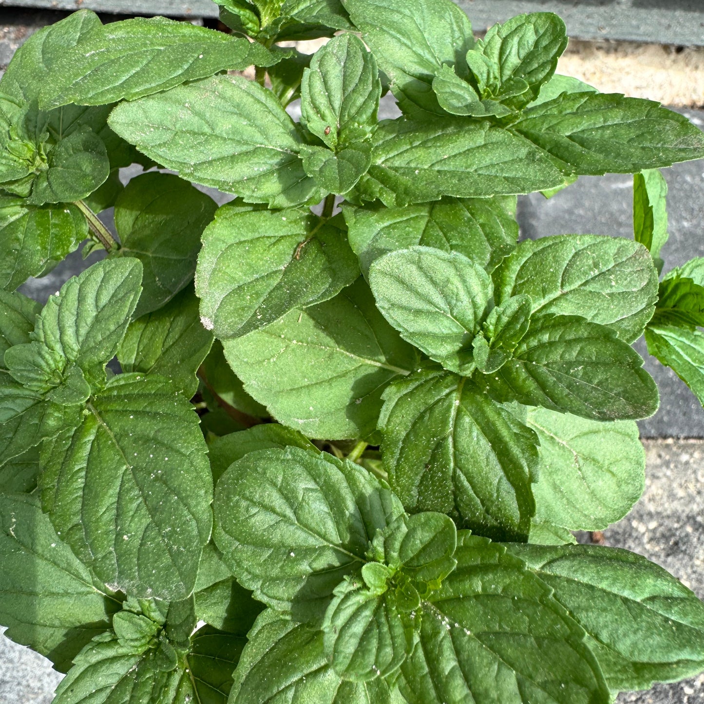 Spearmint