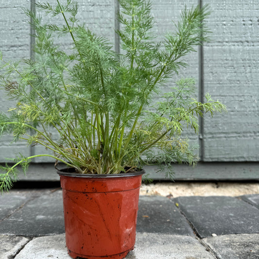 Dill Bouquet