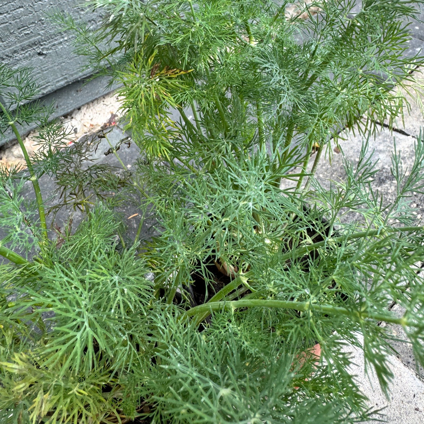 Dill Bouquet
