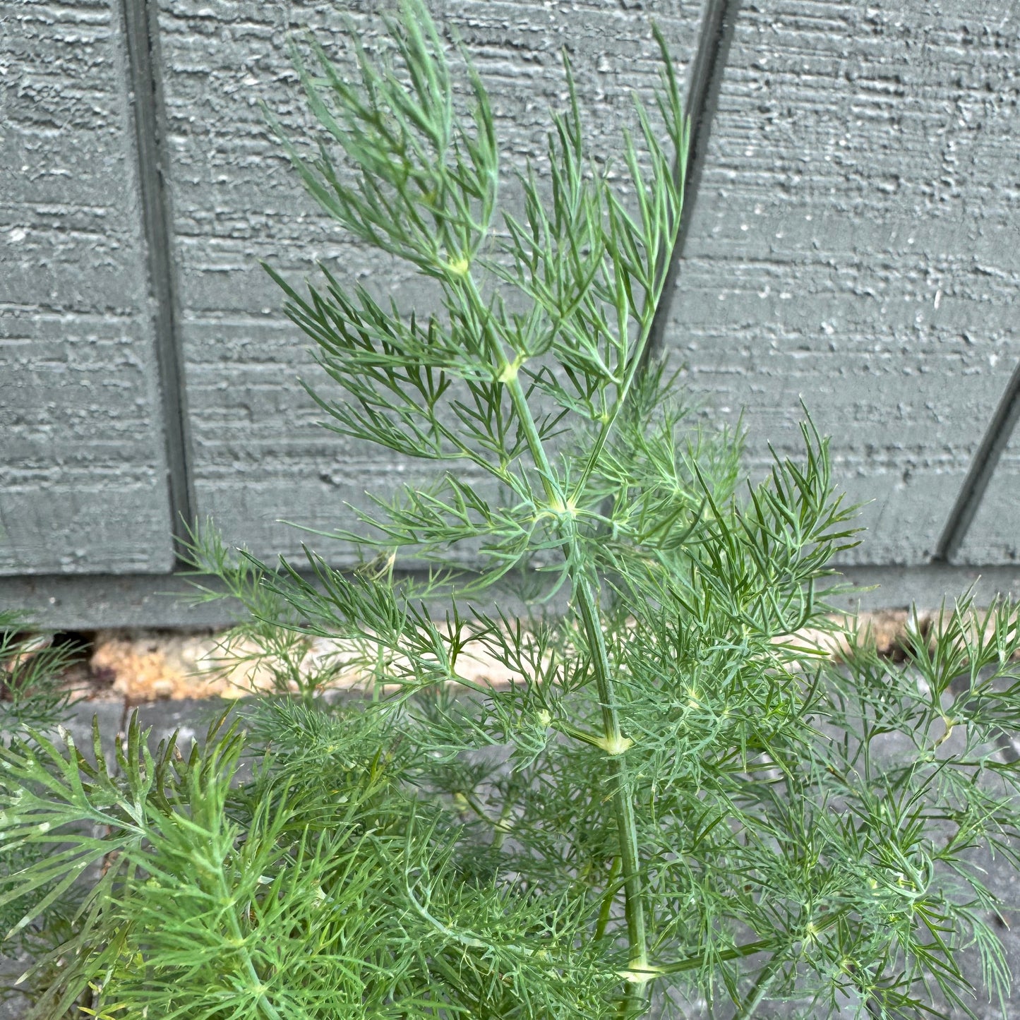 Dill Bouquet