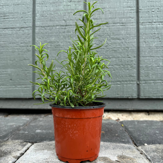 Rosemary Officialis