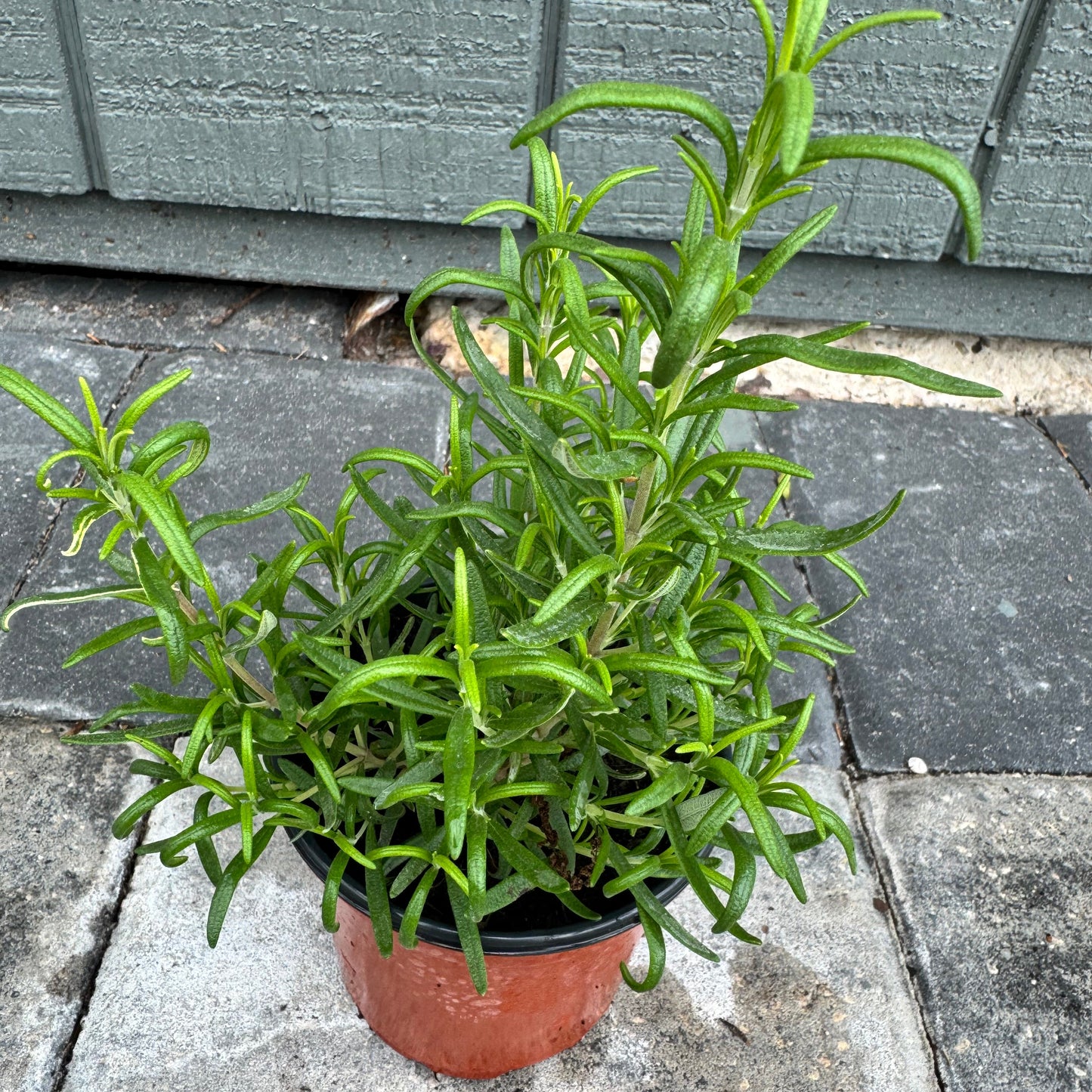 Rosemary Officialis