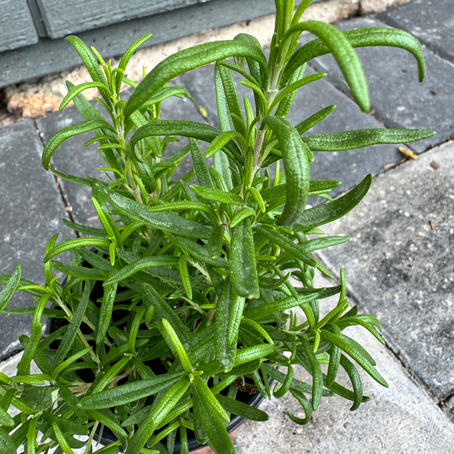 Rosemary Officialis