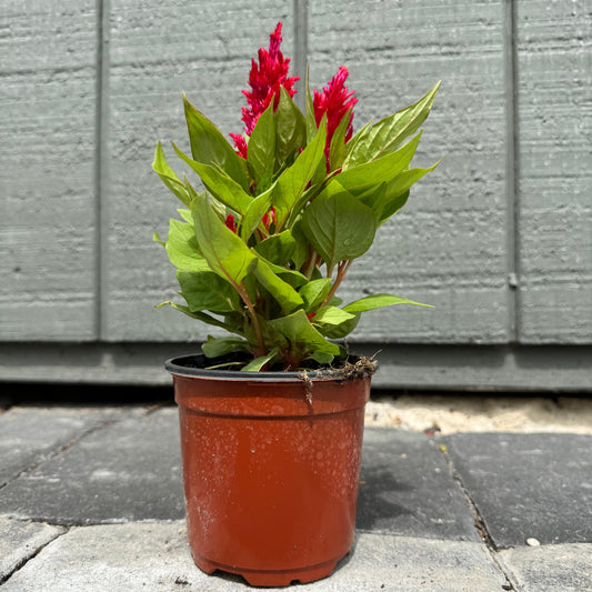 Celosia Flamma