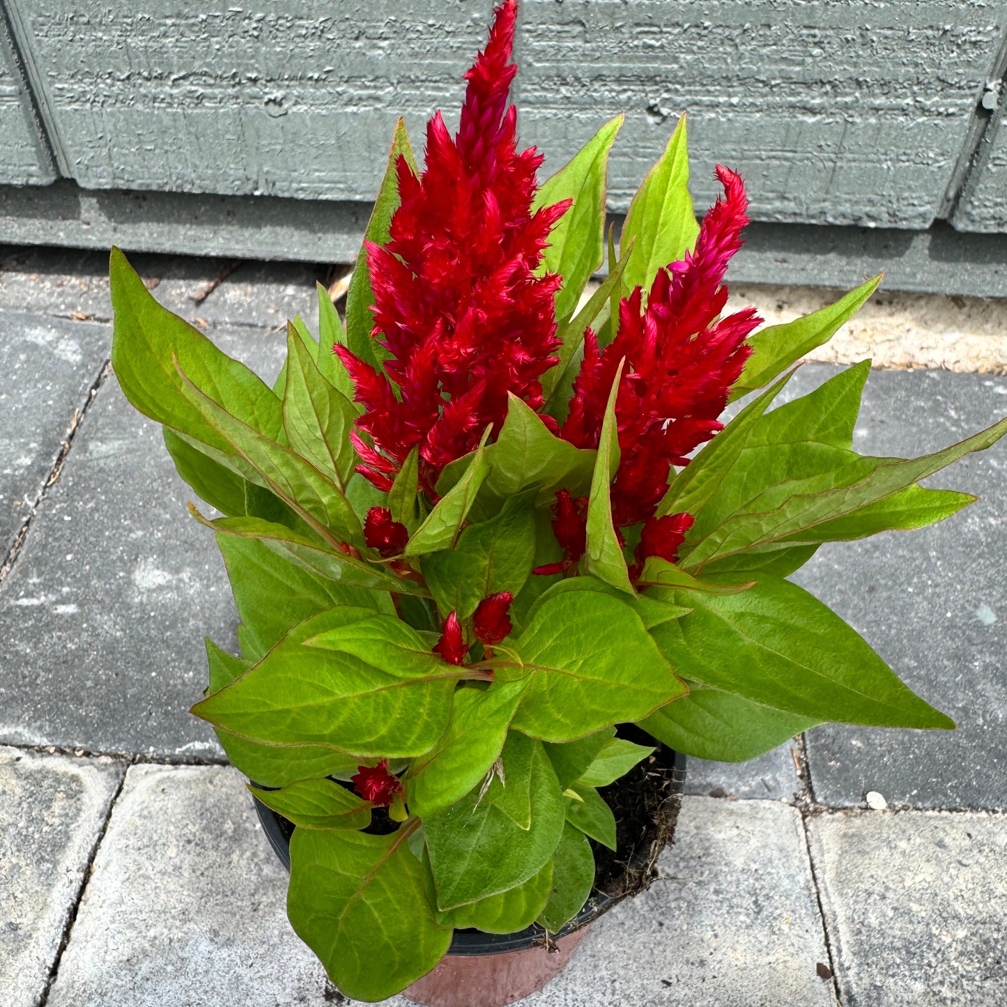 Celosia Flamma