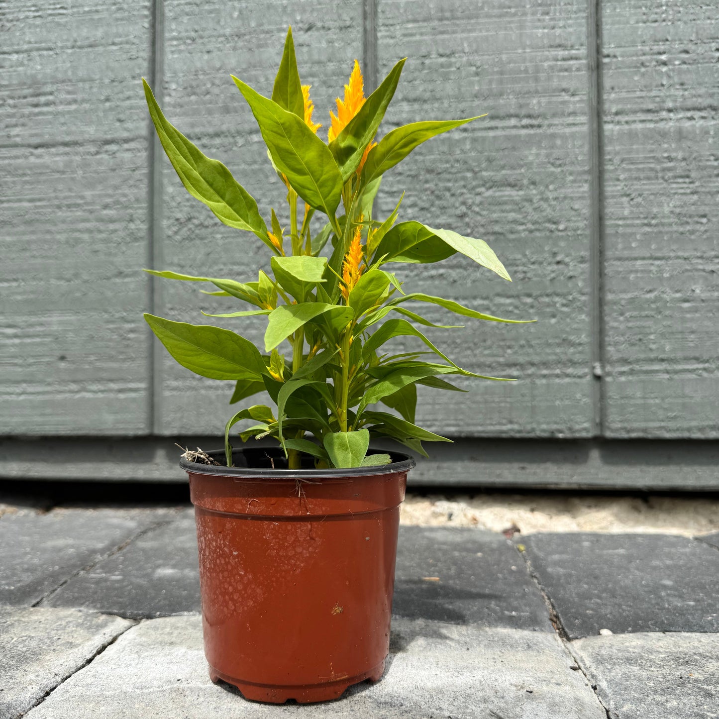 Celosia Flamma