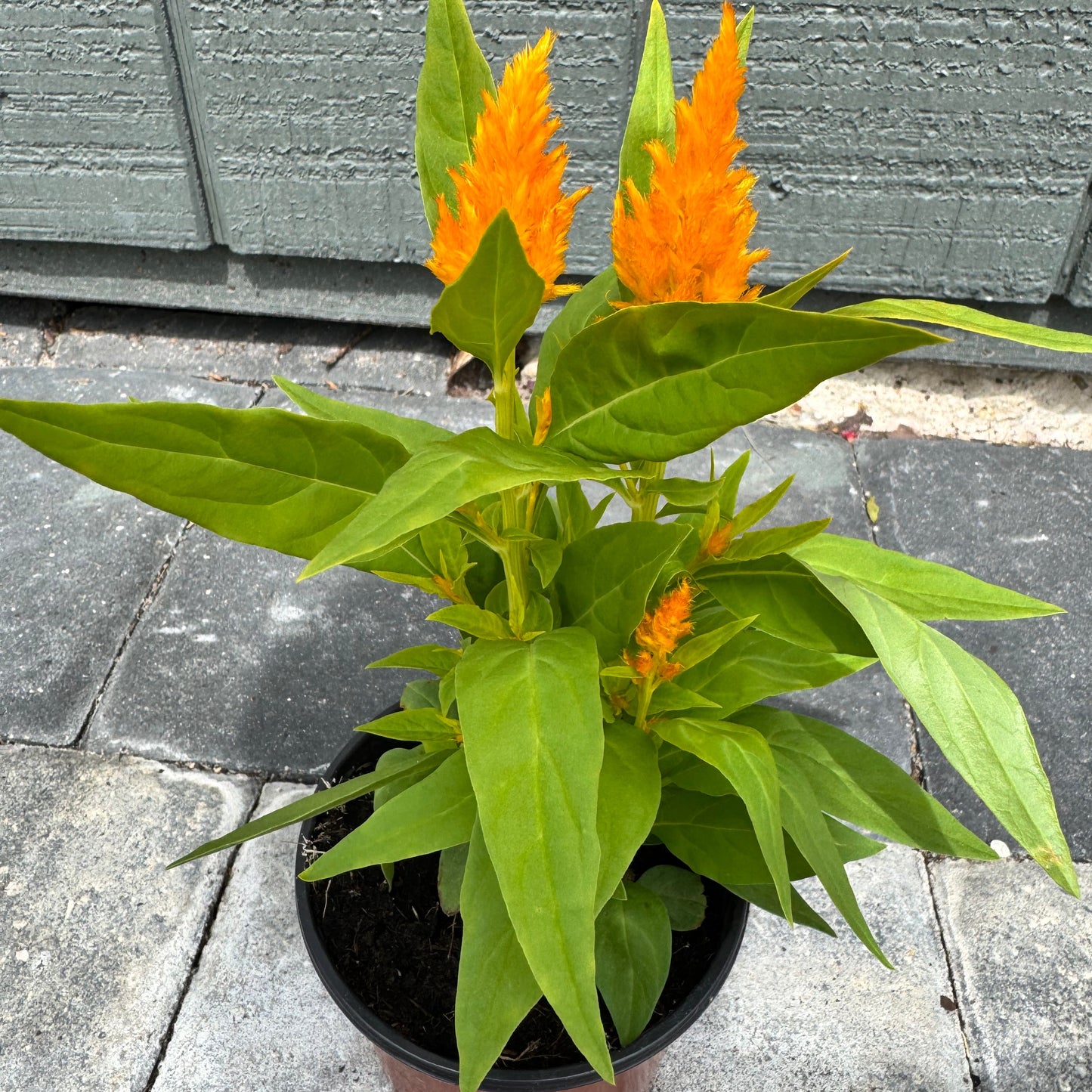 Celosia Flamma