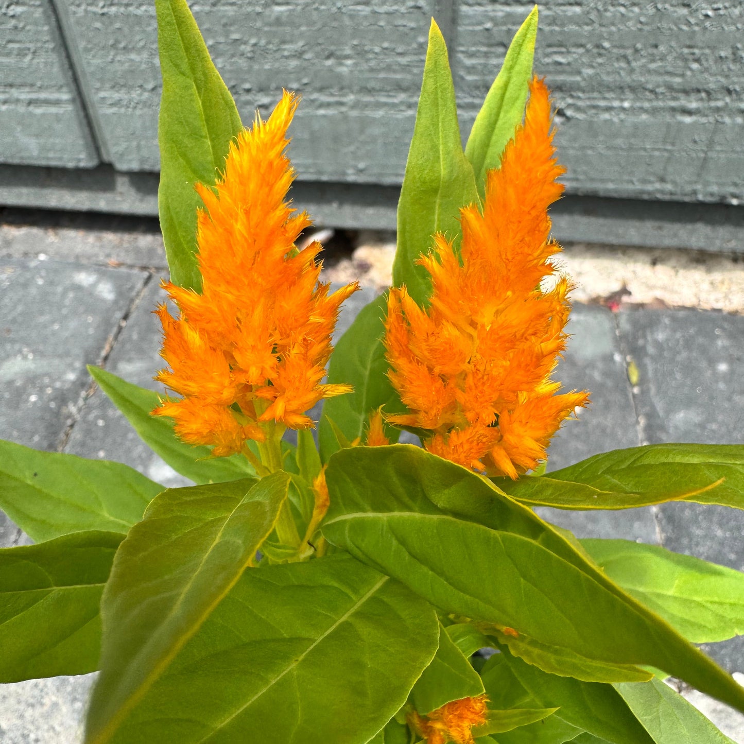 Celosia Flamma