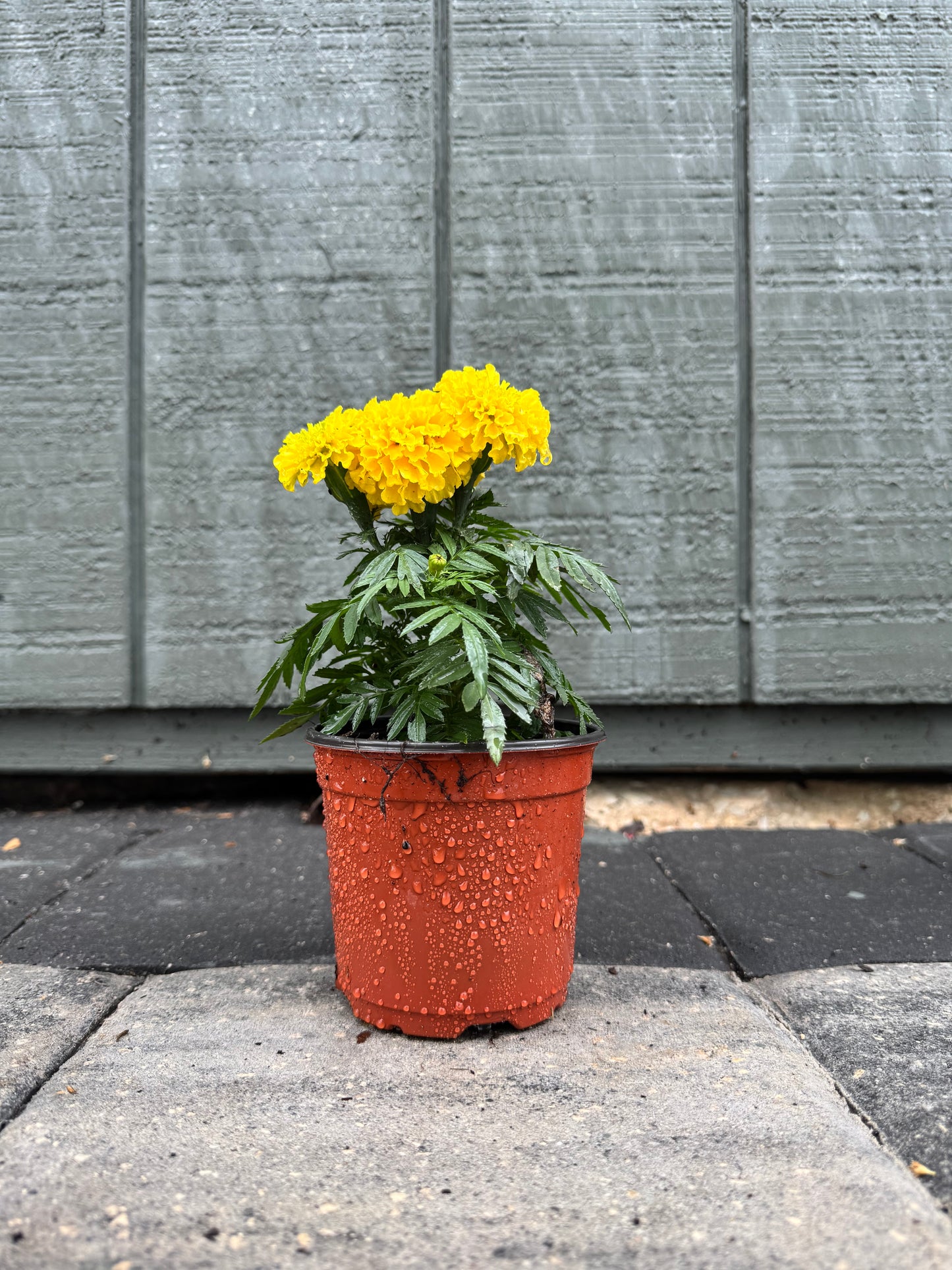 Marigolds Little Duck