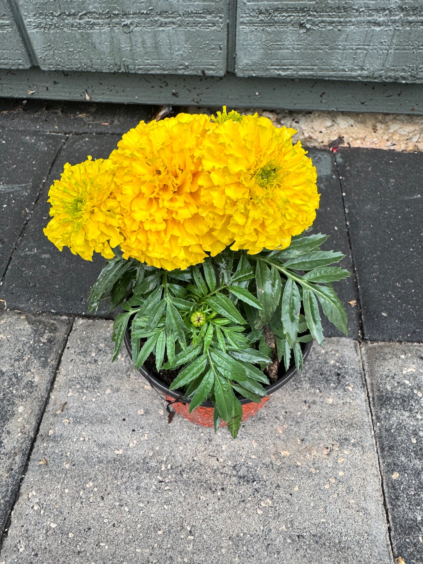 Marigolds Little Duck