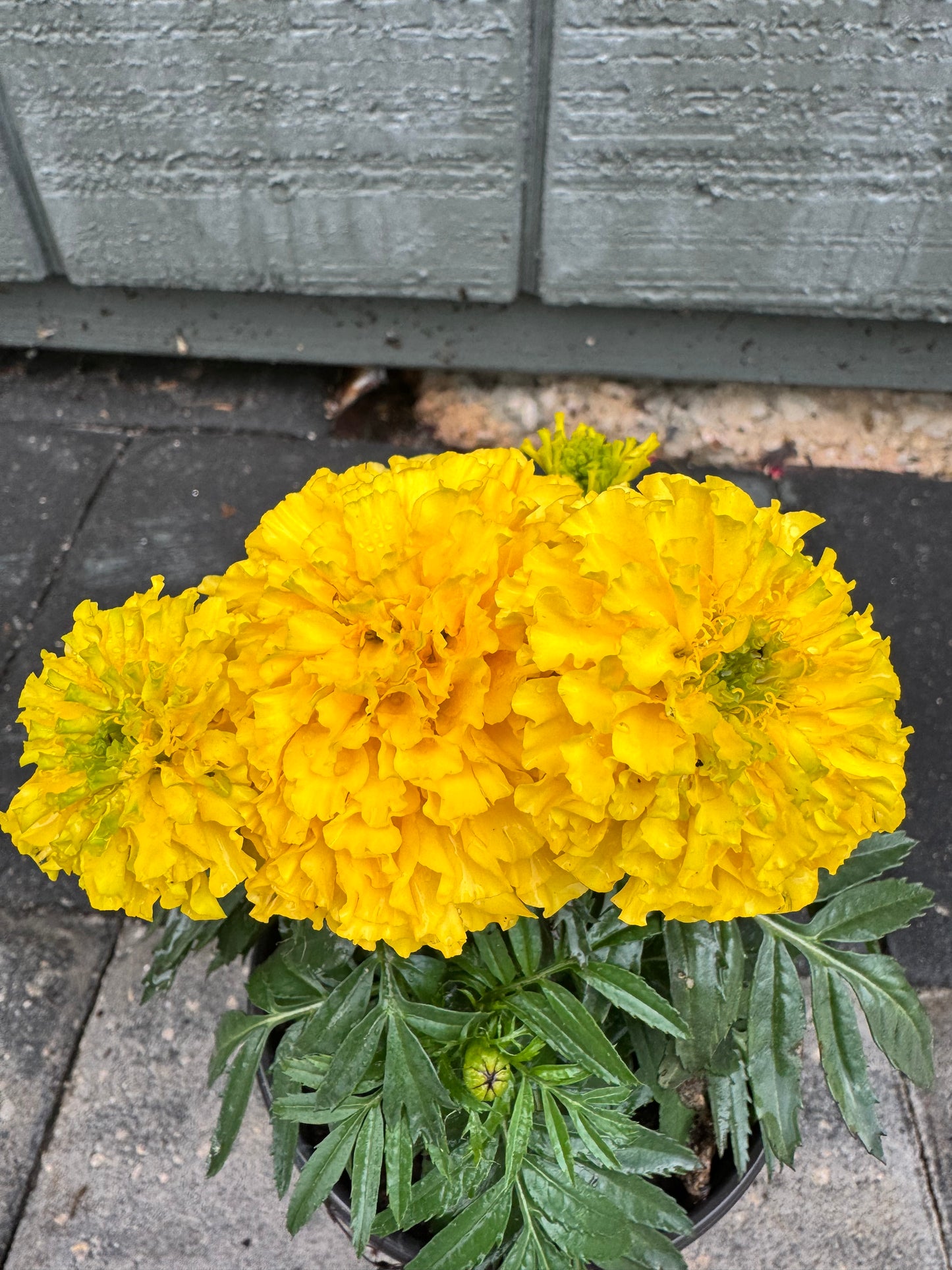 Marigolds Little Duck