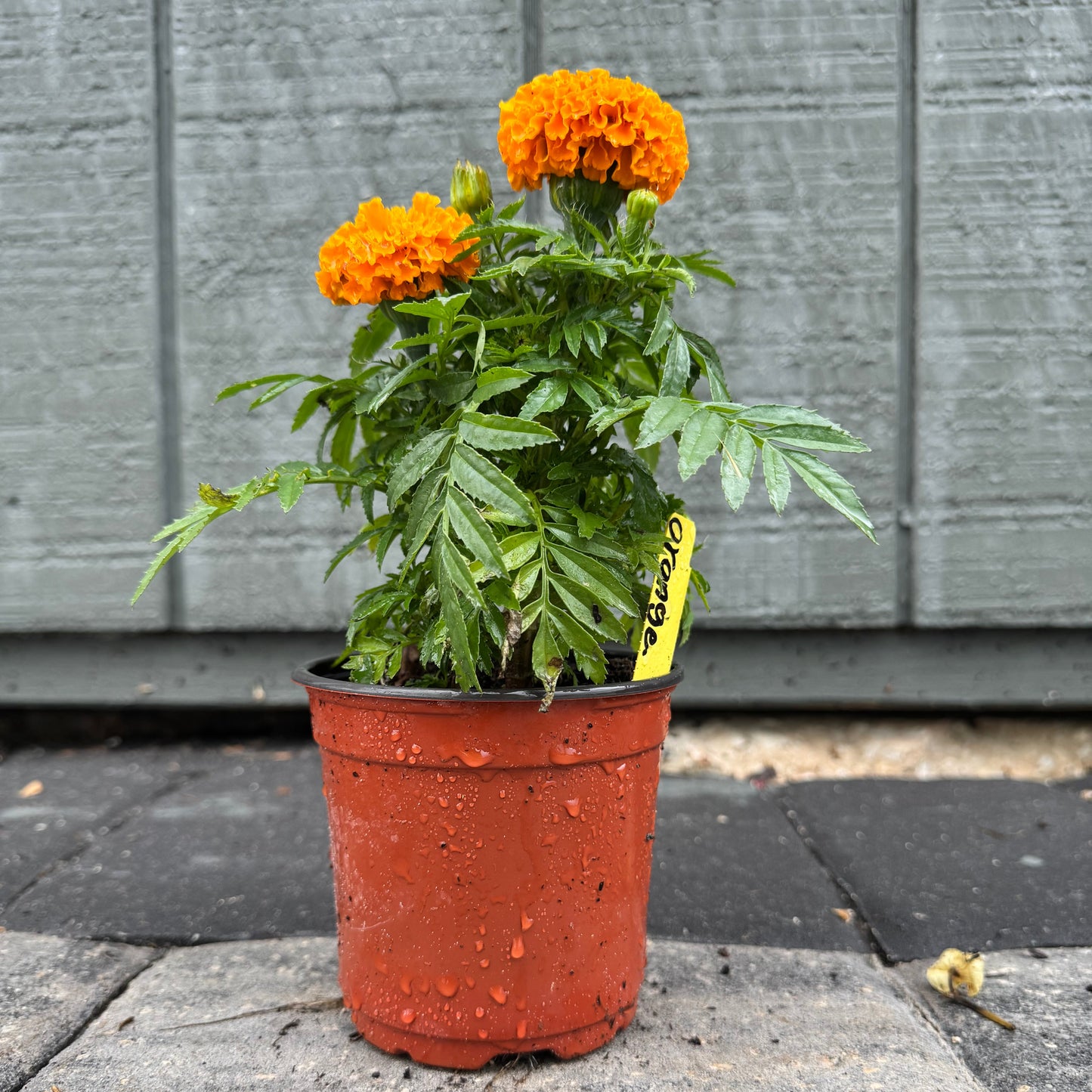 Marigolds Little Duck