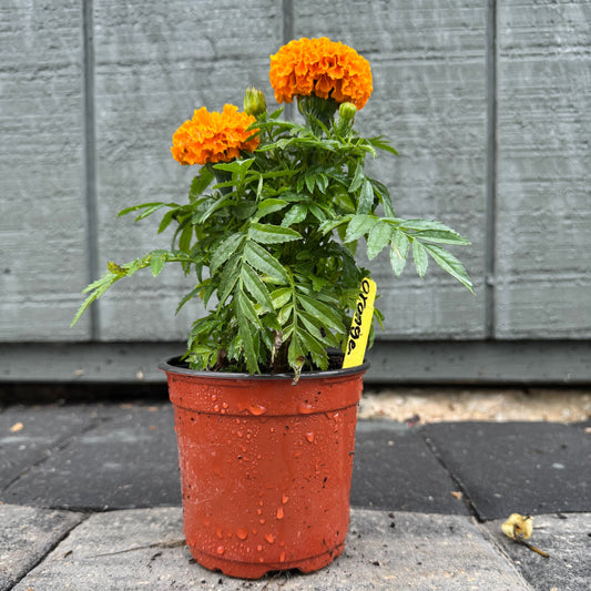 Marigolds Little Duck