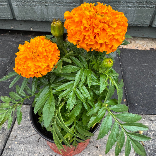 Marigolds Little Duck