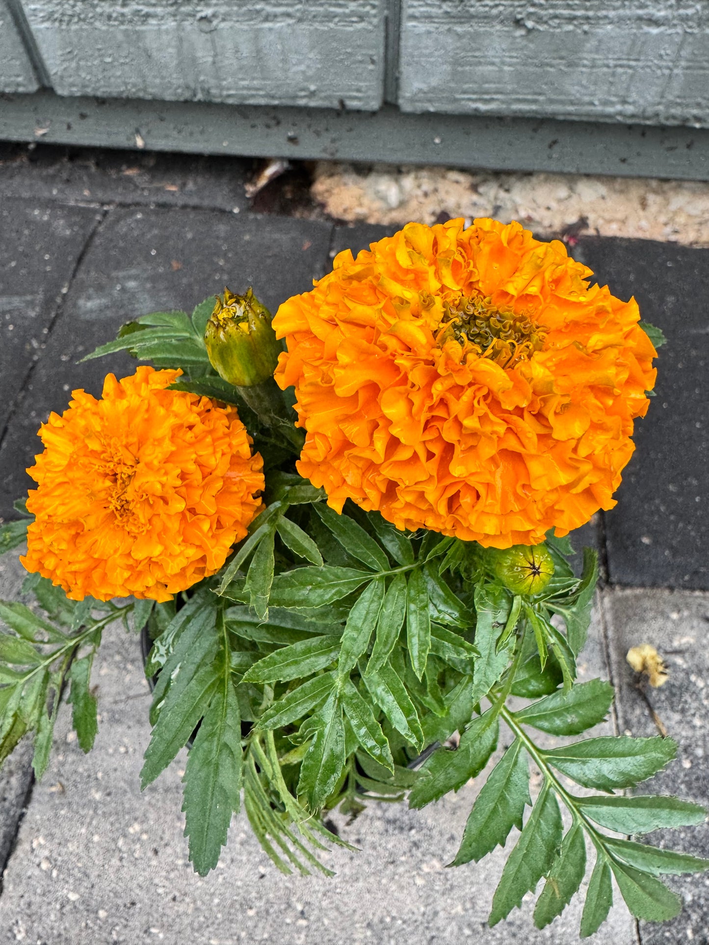 Marigolds Little Duck