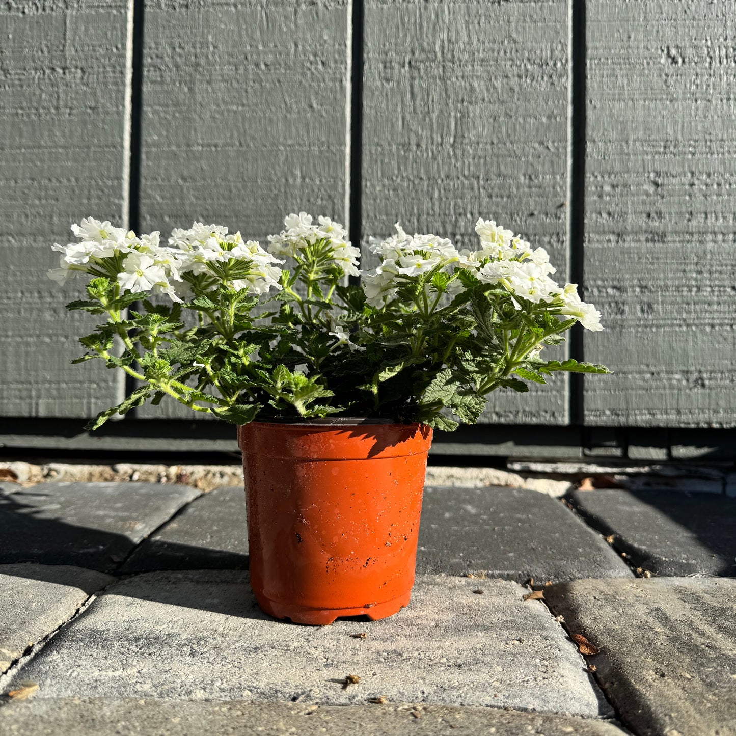 Verbena Vanessa