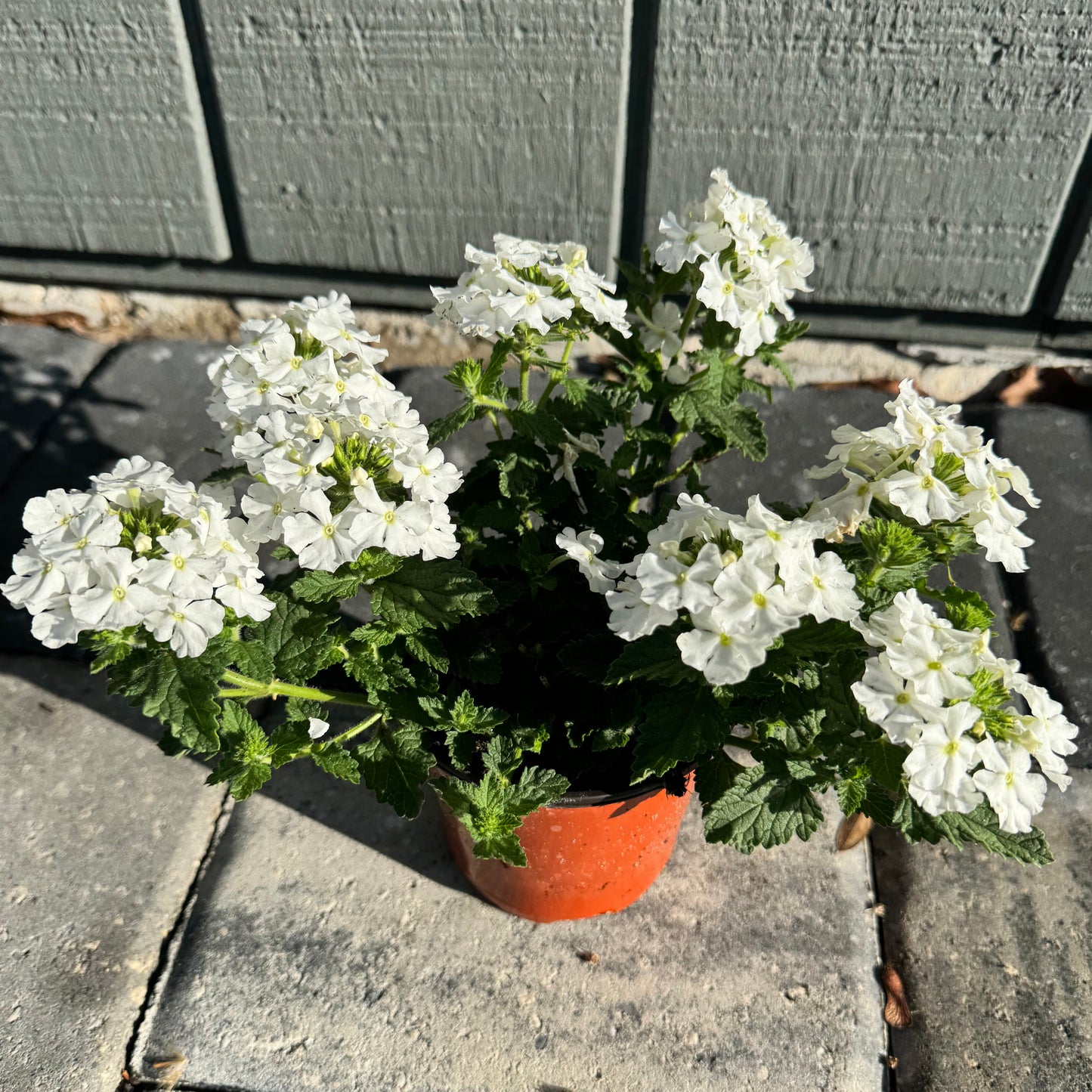 Verbena Vanessa