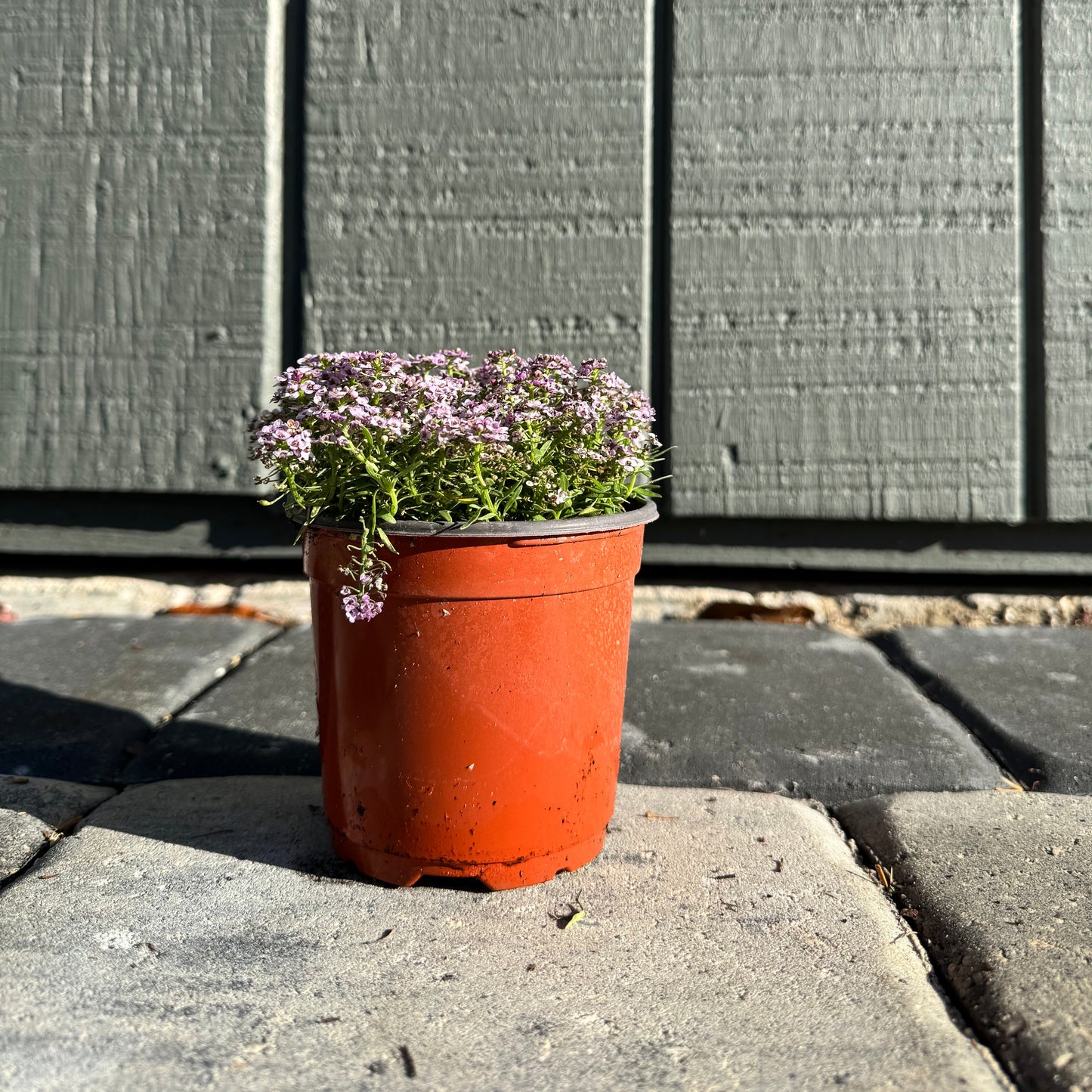 Alyssum