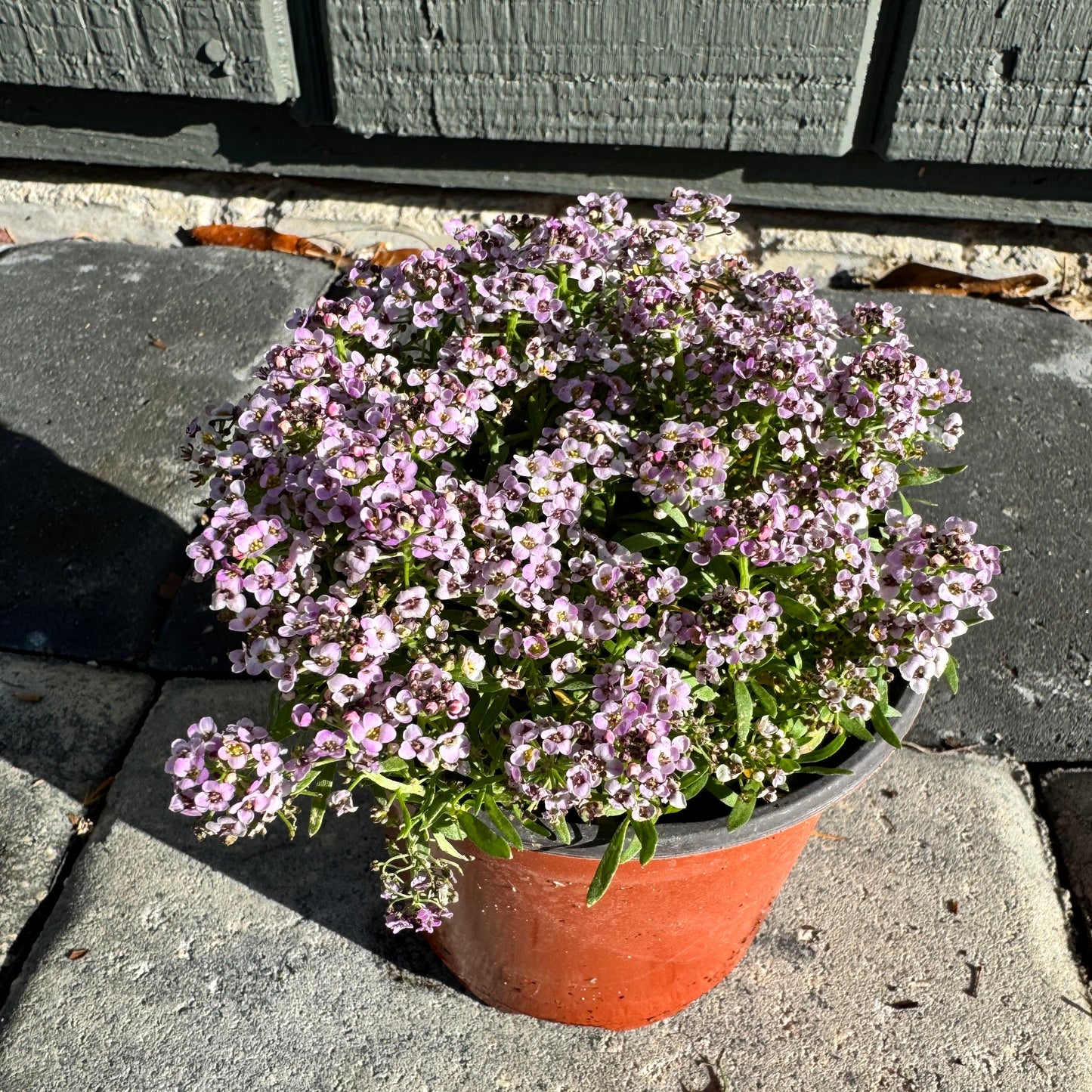 Alyssum
