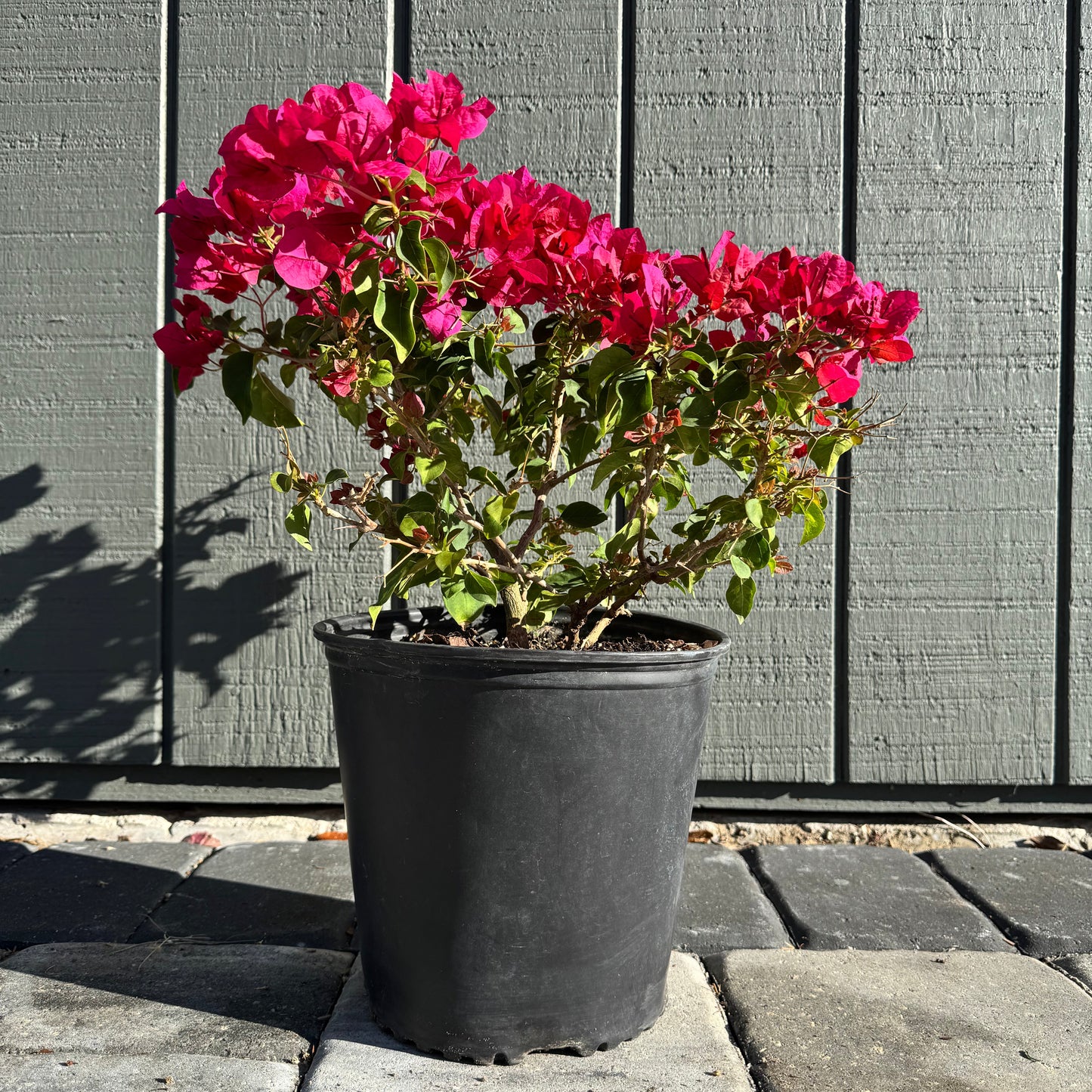 Bougainvillea